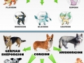 Corgis-Pokemon of Dog World