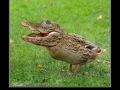 It�s Crocoduck you fools!