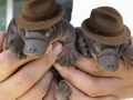 Platypus Agents