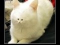 Cats are egotists like that