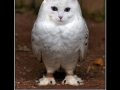 Meowl!