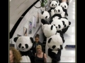 Mists of Pandaria IRL