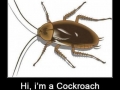 Cockroach