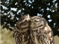 Love owl