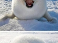 Cute Ice Ball
