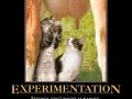 Experimentation