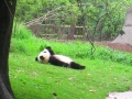 Panda watching the clouds