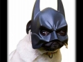 Batpug