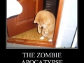 Watch out for the cats!