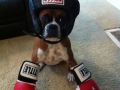 The King of Boxer