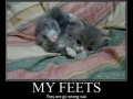 Poor Kitty