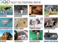 Cat Olympics 2012