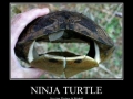 The Real Ninja Turtle