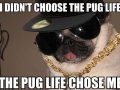 Thug Pug