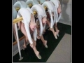 Russian Brides