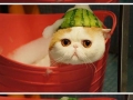 Melonhead taking a bath