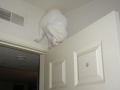 The Albino Ninja Cat