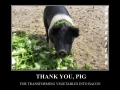 Thank you, pig!