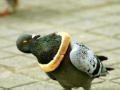 Bread 1 - Pigeon 0