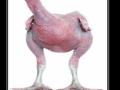 N*ked chicks