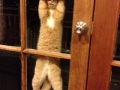 Spider cat