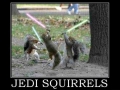 Jedi Squirrels