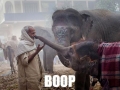 Best boop ever