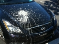 Hope the bird is ok