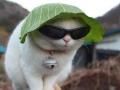 A cat in a lettuce hat