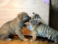 Puppy VS. Tiger