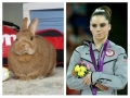 Unimpressed bunny
