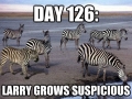 Zebras, zebras everywhere