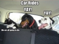 Animals in a car