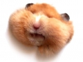 I love hamster!