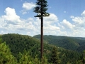 Cellphone tower camouflaged