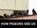 How we see pigeons