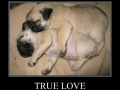 True Love