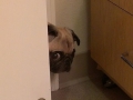Peeking Pug