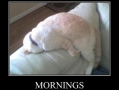 Mornings