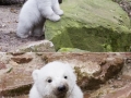 Bear cub playing in water