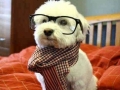 Hipster Dog