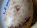 If Tim Burton grew potatoes