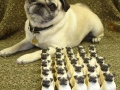Pug: This is my loyal army