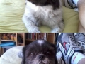 Suspicious Shih Tzu