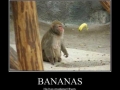 Bananas
