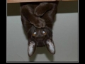 Bat Cat