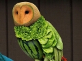 Vegetable Owl