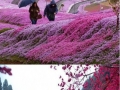 In Japan, who wants to go?