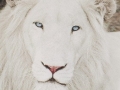 White Lion