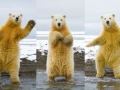 The Dancing Polar Bear